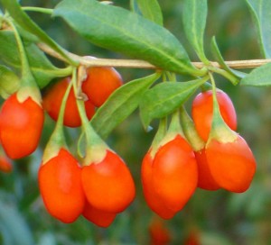 goji-Berries-Safe